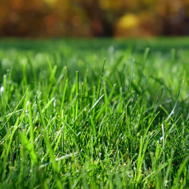 Before and after lawn restoration photos