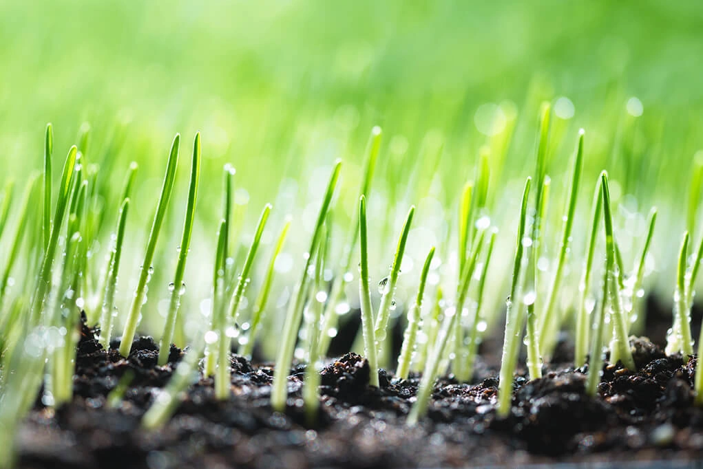 Lawn restoration in The Villages, FL
