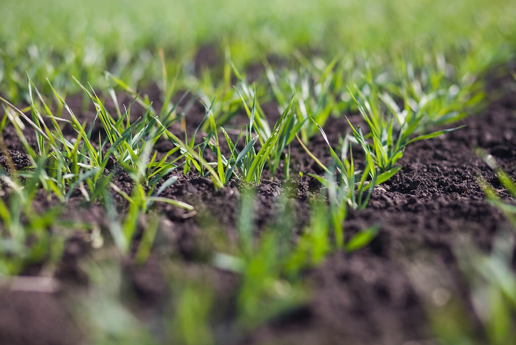 Lawn restoration in Clermont, FL