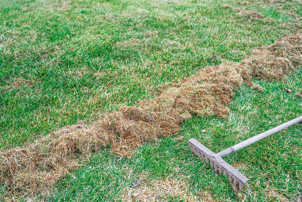 Lawn restoration in Leesburg, FL