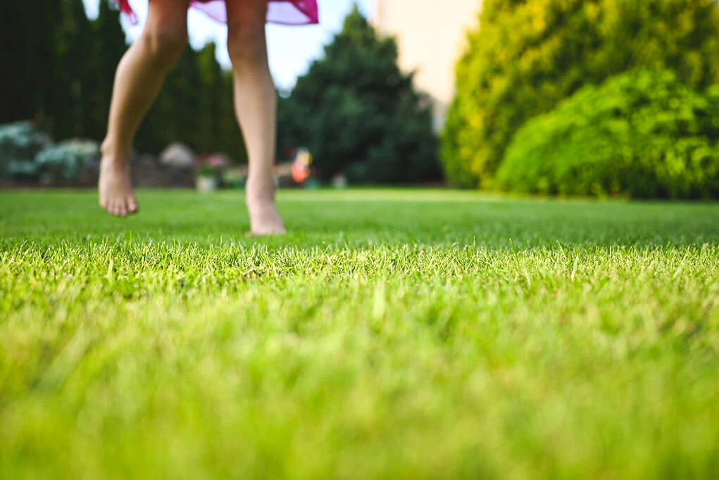 Lawn restoration in Wildwood, FL