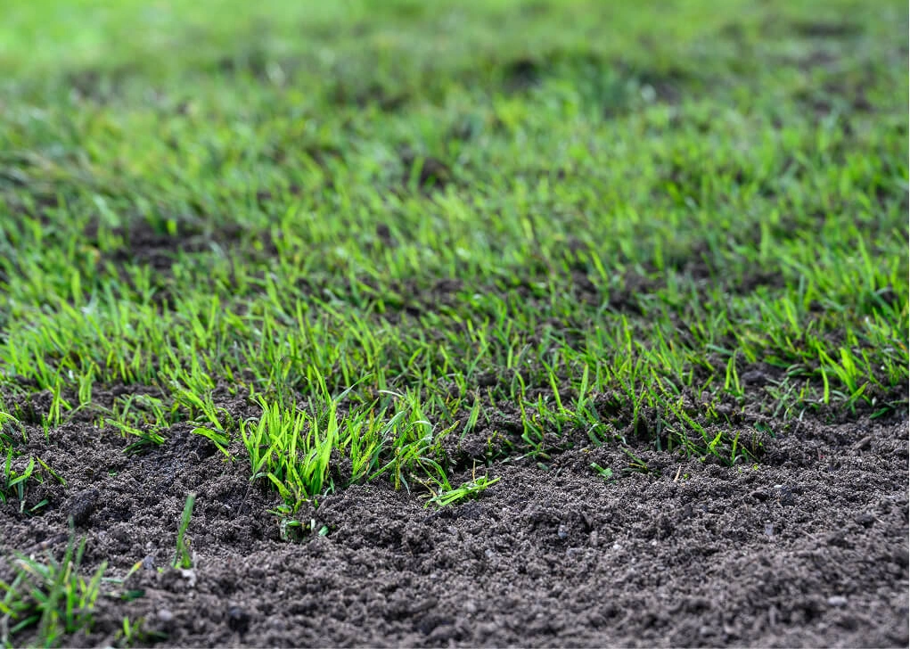Close-up of healthy thick grass blades